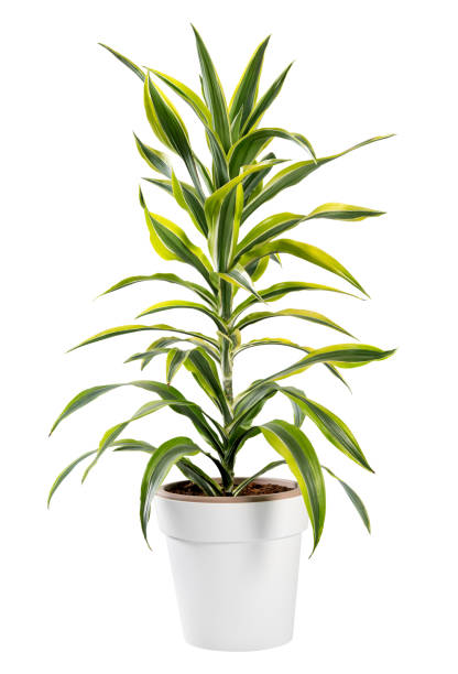 istock Isolated Dracaena potted plant in generic pot 1176087187