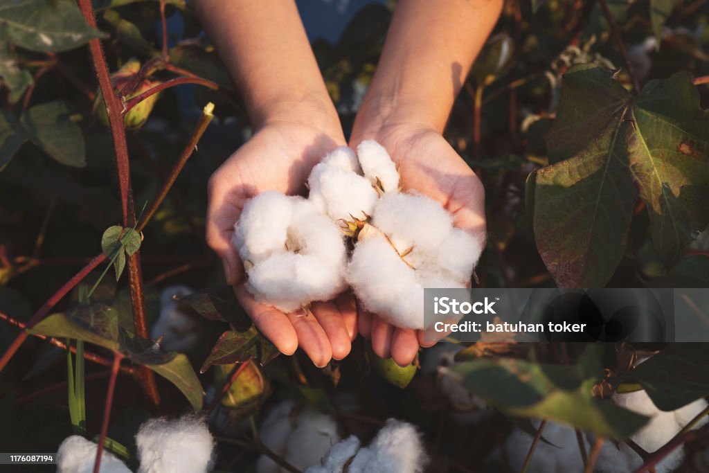 In den Händen des Baumwollbauern geerntet Baumwolle - Lizenzfrei Baumwolle Stock-Foto