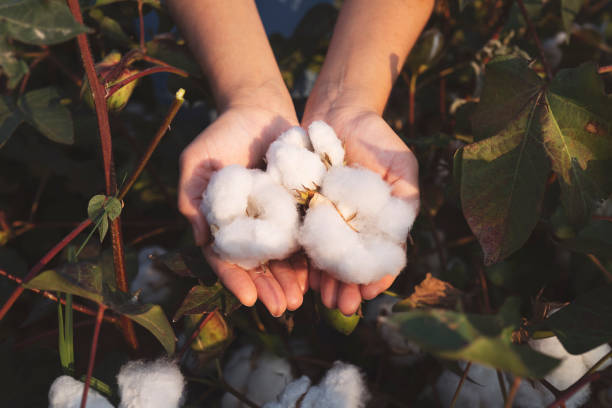 in den händen des baumwollbauern geerntet baumwolle - cotton stock-fotos und bilder