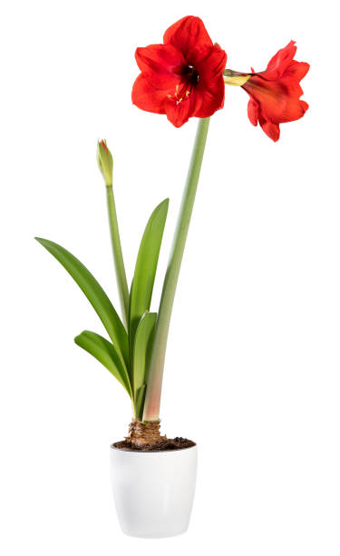Flowering Amaryllis houseplant in a white pot with a bud and two colorful vibrant red flowers isolated on white