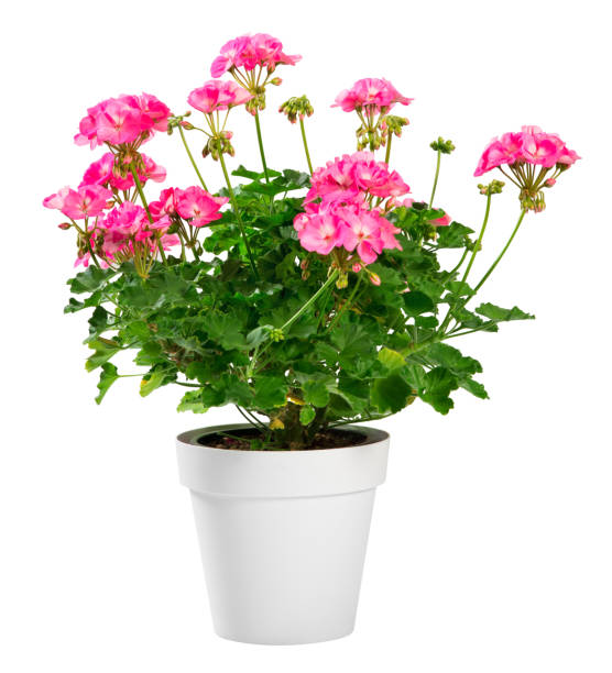istock Potted Geranium zonale with bright pink flowers 1176087227