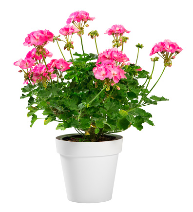 Potted Geranium zonale plant with bright pink flowers and leafy green foliage, a popular houseplant, isolated on white
