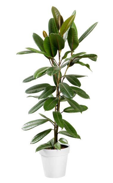 ポットの葉緑色のフィカスギアネンシス植物 - green fig ストックフォトと画像