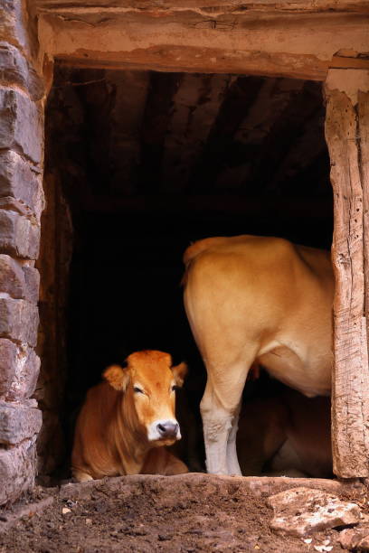 istock YOUNG BROWN COW WITHOUT HORNS RESTING INSIDE AN OLD HOUSE 1176087301