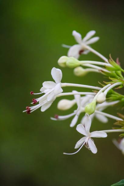 istock White give petal flower or jasmine flower 1176088677