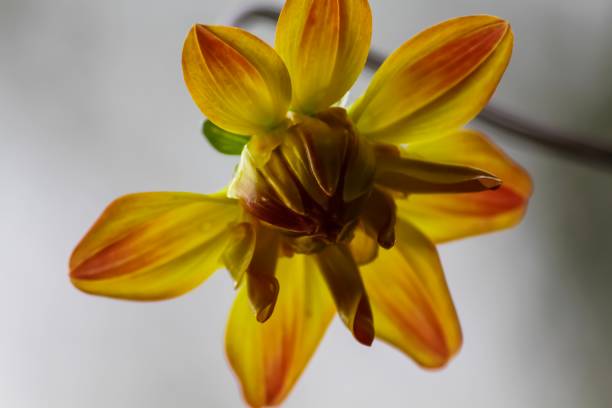 istock Yellow Dahlia or sunflower 1176088692