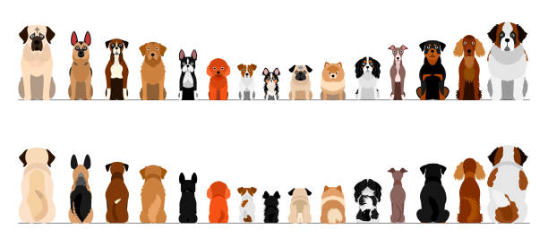 ilustraciones, imágenes clip art, dibujos animados e iconos de stock de perros pequeños y grandes borde de borde conjunto, longitud completa, frente y parte posterior - dog sitting
