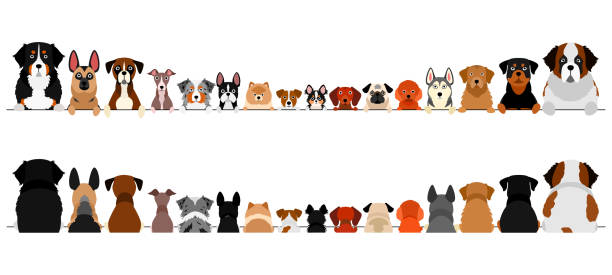 ilustrações de stock, clip art, desenhos animados e ícones de small and large dogs border set, upper body, front and back - australian shepherd