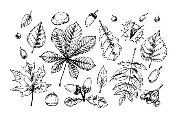 흰색에 고립 된 단풍과 숲 디자인 요소의 상세한 손으로 그린 스케치. 벡터 그림입니다. 빈티지 라인 아트 - maple leaf leaf autumn single object stock illustrations