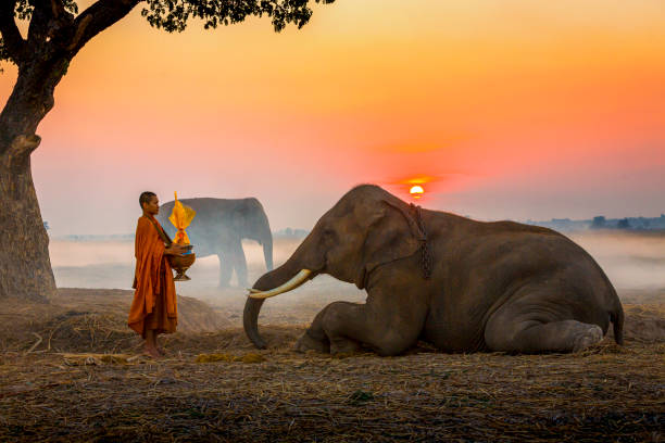 象は実力を僧侶のボウルにした。タイの人々と象は共同で僧侶にアルムを与えます。森の中の象と僧侶。ヴィンテージスタイル。タイ・スリンのクラフォ、タータム地区での活動。 - hermit ストックフォトと画像