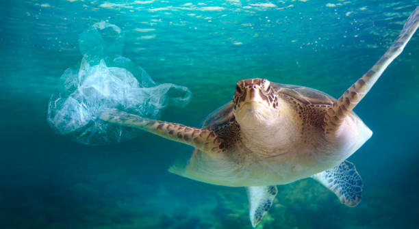 Turtle in the sea polluted with plastic bag Turtle in the polluted sea with floating plastic bag plastic marine life stock pictures, royalty-free photos & images