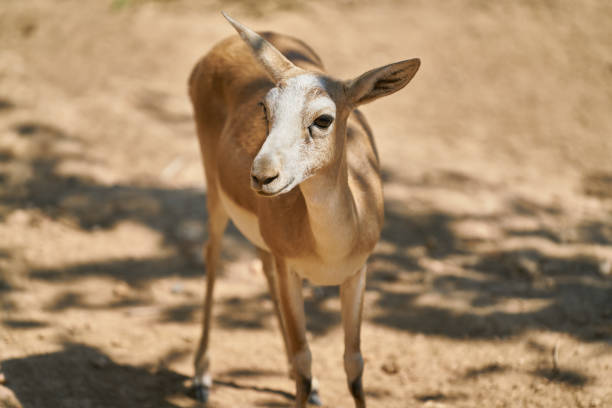 portrait of cute gazelle on farm