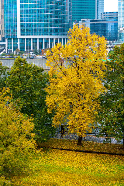 istock Autumn in the business center 1176089933