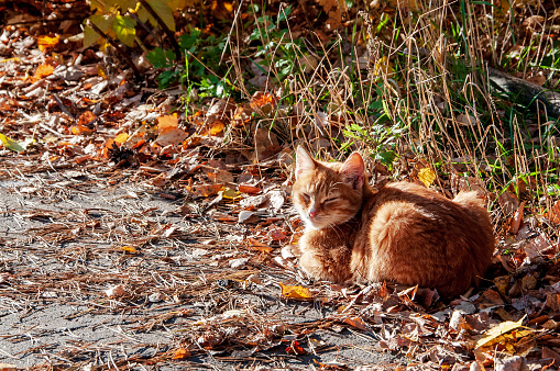 Gato rojo tomando el sol en un fondo de hojas de otoño photo