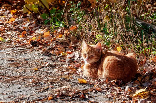 Red cat basking in the rays of the setting sun on a background of autumn leaves.