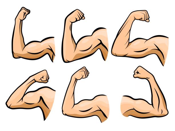 ilustraciones, imágenes clip art, dibujos animados e iconos de stock de músculo de la mano de dibujos animados. brazo fuerte, boxeador brazos músculos y fuerza manos duro gimnasio vector ilustración conjunto - steroids body building beauty healthy lifestyle