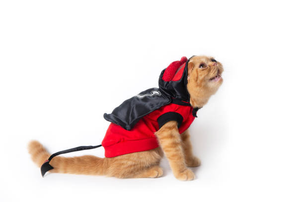 istock Little cat wearing red devil suit looking above to find something on white background. 1176091842