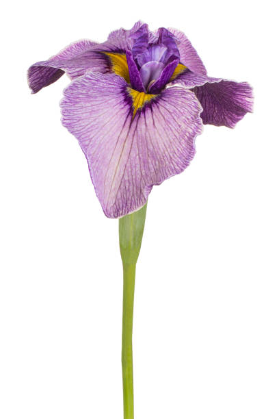 flower isolated Studio Shot of Purple Colored Iris Flower Isolated on White Background. Large Depth of Field (DOF). Macro. Close-up. deep focus stock pictures, royalty-free photos & images