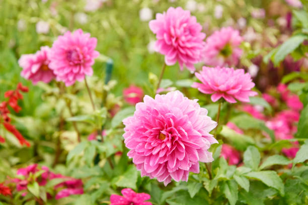 istock Pink Dahlia flowers with rain drops. 1176093297
