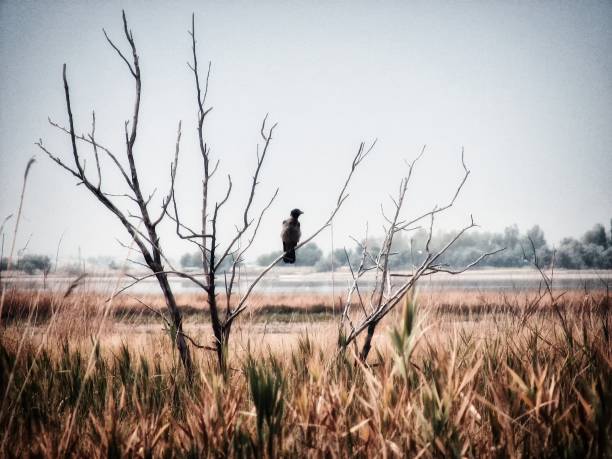 imagen mística, un cuervo sentado en un árbol muerto. paisaje desnudo como presagio de problemas. la soledad mira al mundo con los ojos vacíos. - harbinger fotografías e imágenes de stock