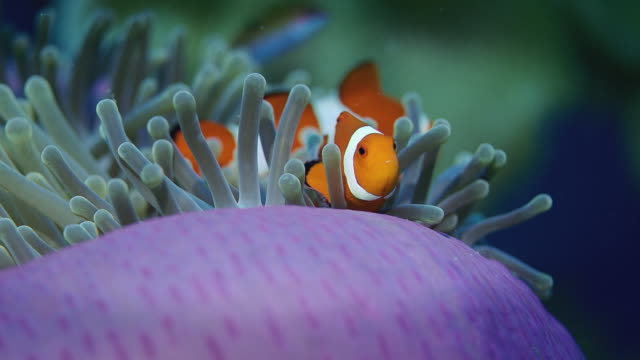 false anemonefish or  Clownfish, Amphiprion ocellaris, is hiding in a anemone