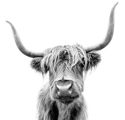 Scottish Highland Cattle on white background.