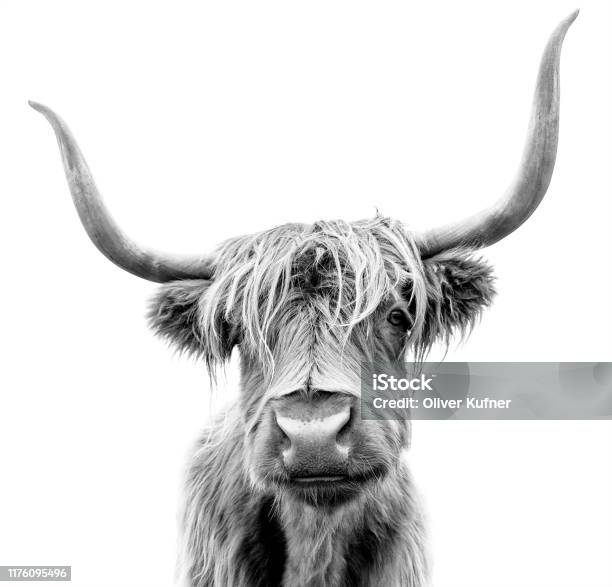 A Highland Cow In Scotland Stock Photo - Download Image Now - Black And White, Highland Cattle, Cow