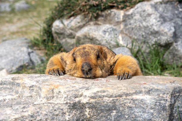 A Groundhog eating a carrot