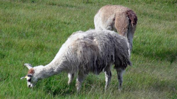 istock Two Llama Domestic Animal Grazing Scenery 1176096050