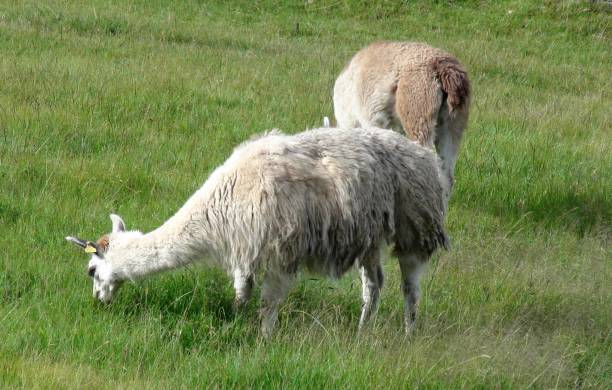 istock Llama Animal Grazing Scene In Cusco. Peru South America 1176096052