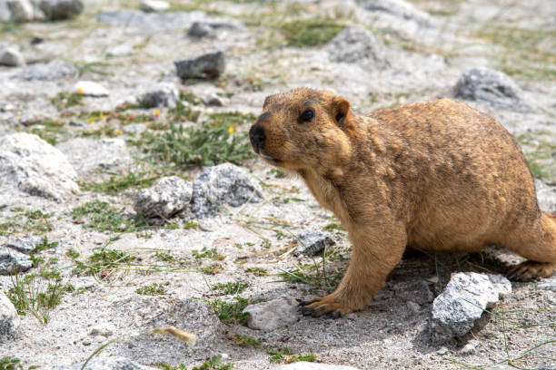 istock Brown marmot moving on the green glass' 1176096054