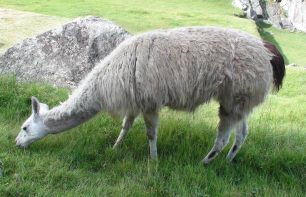 istock Llama Peruvian Domestic Animal Grazing View In Cusco. Peru South America 1176096067
