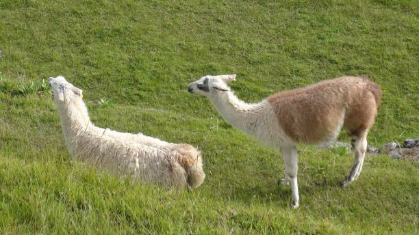 istock Llama Animal Grazing Scene In Cusco Peru South America 1176096072