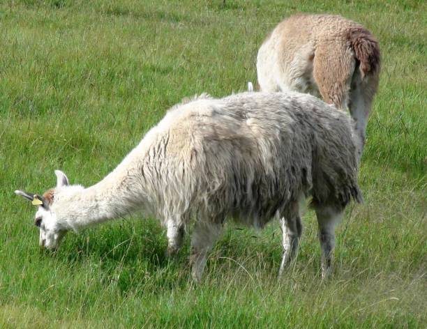 istock Llama Animal Grazing Scenery In Cusco. Peru South America 1176096101