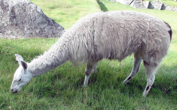 istock Llama Domestic Animal Grazing Scenery In Cusco Peru South America 1176096165