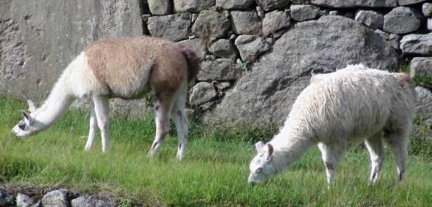 istock Two Llama Domestic Animal Grazing Scenery In Cusco Peru 1176096203