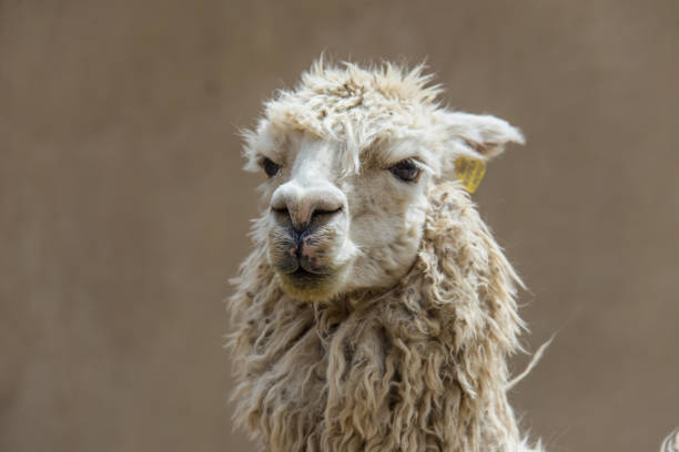 istock Cute alpaca is walking in Ollantaytambo (Peru) 1176096305