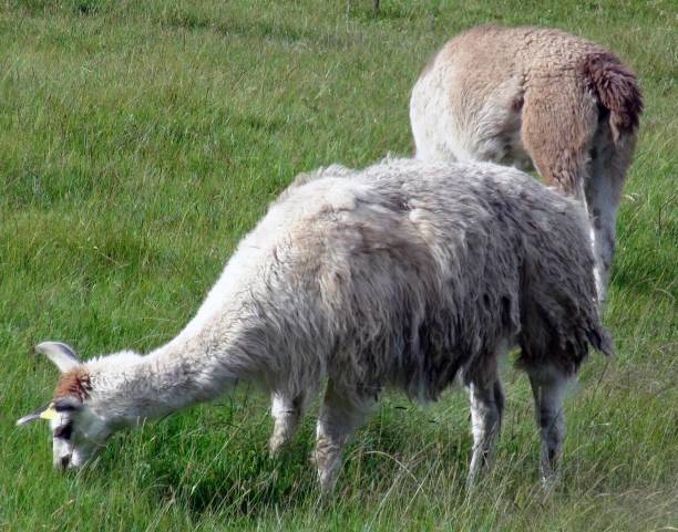 istock Llama Peru Domestic Animal Grazing. Cusco Peru South America 1176096329