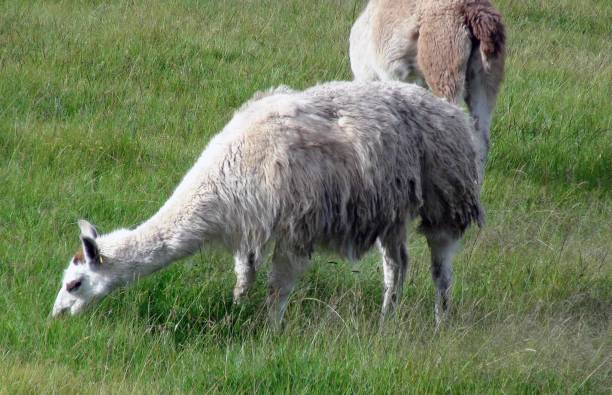 istock Llama Animal Grazing Scene In Cusco. Peru. South America 1176096336