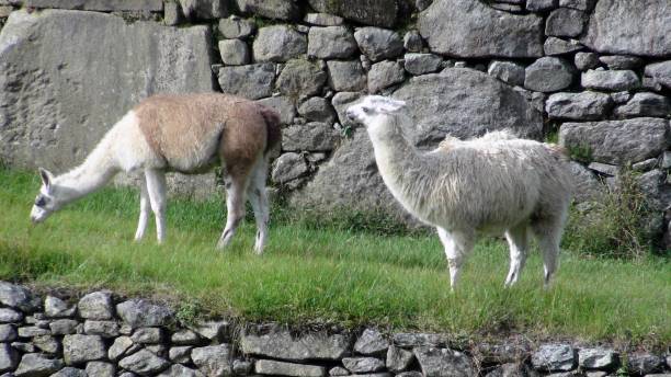 istock Llama Peruvian Domestic Animal Grazing Scenery In Cusco Peru. South America 1176096510