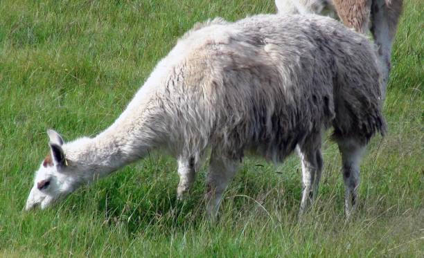 istock Two Llama Domestic Animal Grazing Scene 1176096513