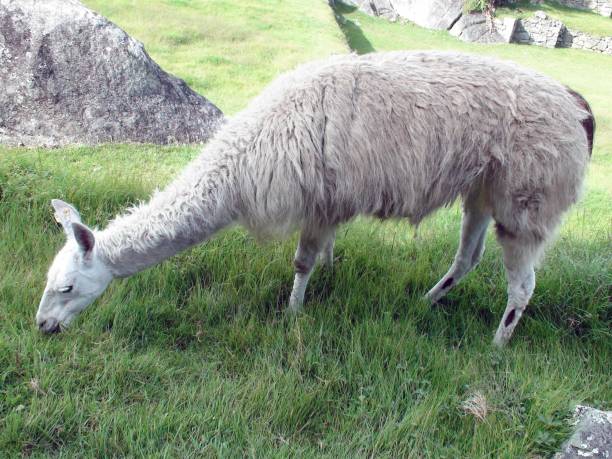 istock Llama Domestic Animal Grazing Scenery In Cusco Peru. South America 1176097121