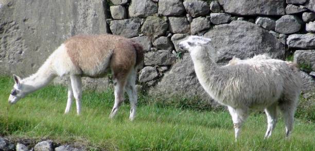 istock Llama Peru Domestic Animal View Cusco Peru South America 1176097130