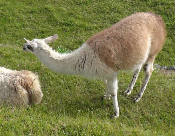 istock Llama Peruvian Domestic Animal Grazing Scene In Cusco Peru South America 1176097143