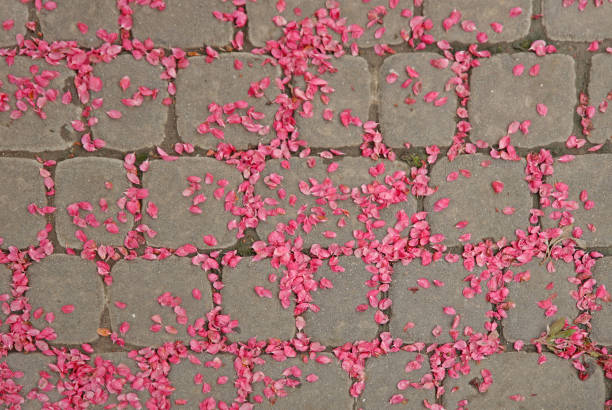 pavimentadoras de piedra con pétalos de rosa. geométrica. glorificación y celebración en honor al héroe. fondo natural para decoración y diseño. tradiciones de elogiar a los pueblos antiguos - glorification fotografías e imágenes de stock