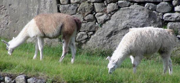 istock Two Llama Domestic Animal Grazing Scenery In Cusco. Peru South America 1176097408