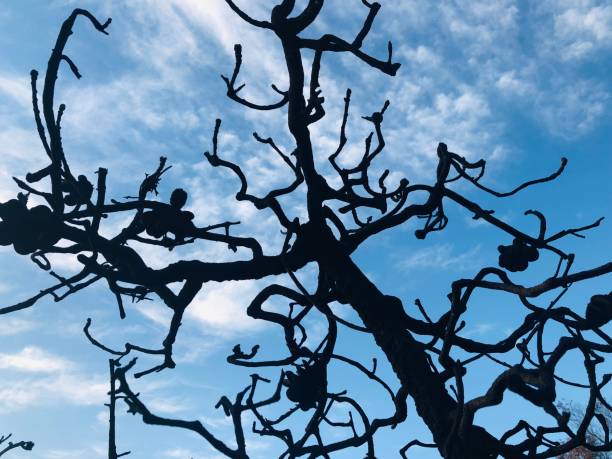 istock Bushfire Blackened Banksia Branches, Trunk and Seedpods 1176097656