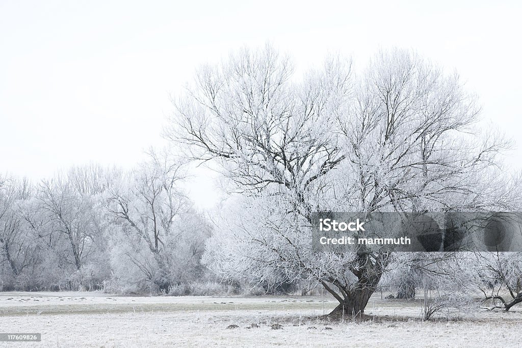 Scène glacé - Photo de Arbre libre de droits