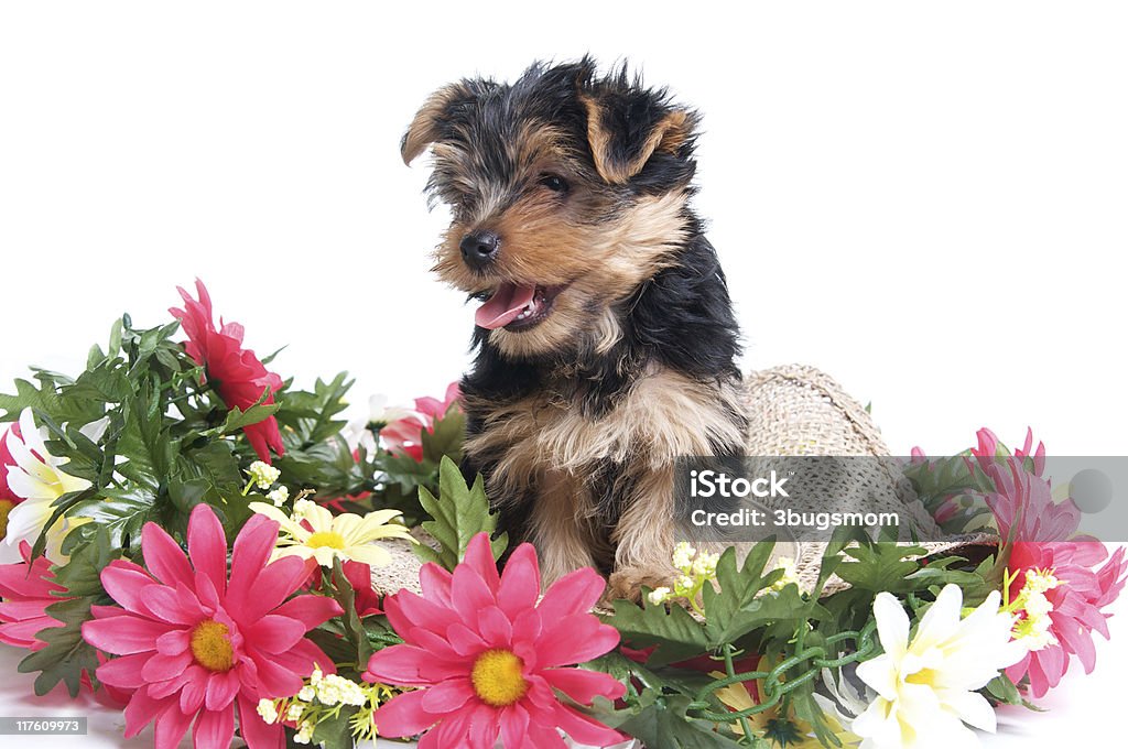 Wiosna Puppy " - Zbiór zdjęć royalty-free (Białe tło)