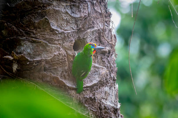 istock Red-throated Barbet 1176100639